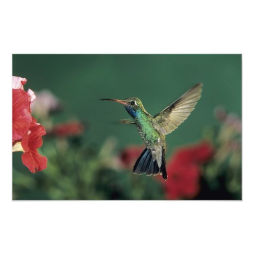 Broad_billed Hummingbird Cynanthus 2 Photo Print