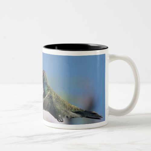 Broad_billed Hummingbird Cynanthus 2 Two_Tone Coffee Mug