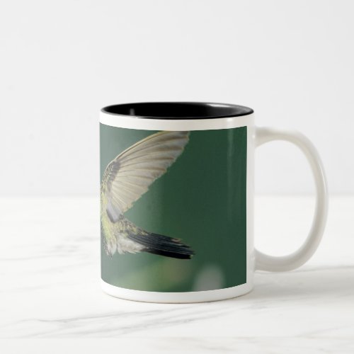 Broad_billed Hummingbird Cynanthus latirostris Two_Tone Coffee Mug