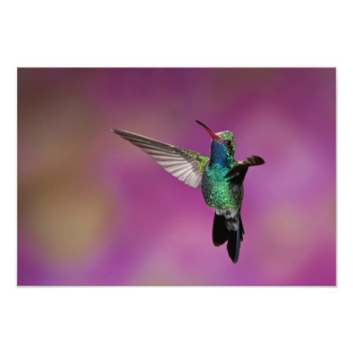 Broad_Billed Hummingbird Cynanthus Photo Print