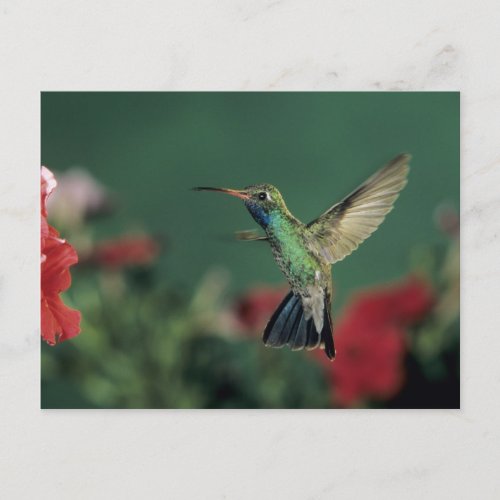 Broad_billed Hummingbird Cynanthus Postcard