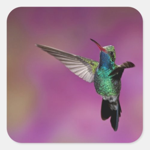 Broad_Billed Hummingbird Cynanthus Square Sticker