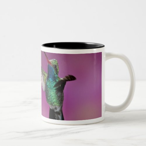 Broad_Billed Hummingbird Cynanthus Two_Tone Coffee Mug