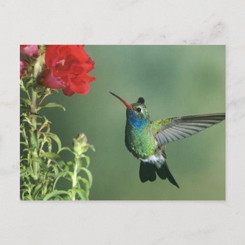 Broad_billed hummingbird male postcard
