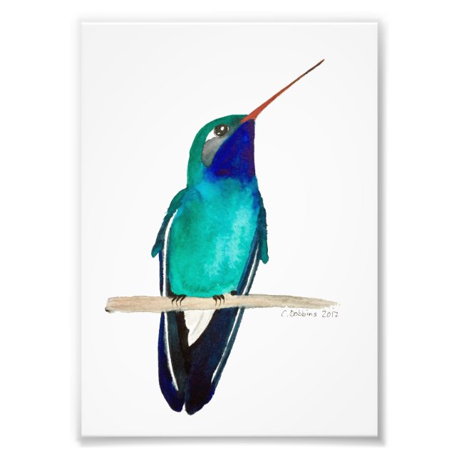 Broad-billed Hummingbird Perched Photo Print (Front)