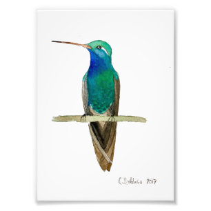 Broad-billed Hummingbird Photo Print