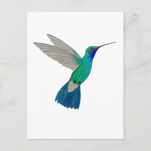 Broad-billed Hummingbird Postcard