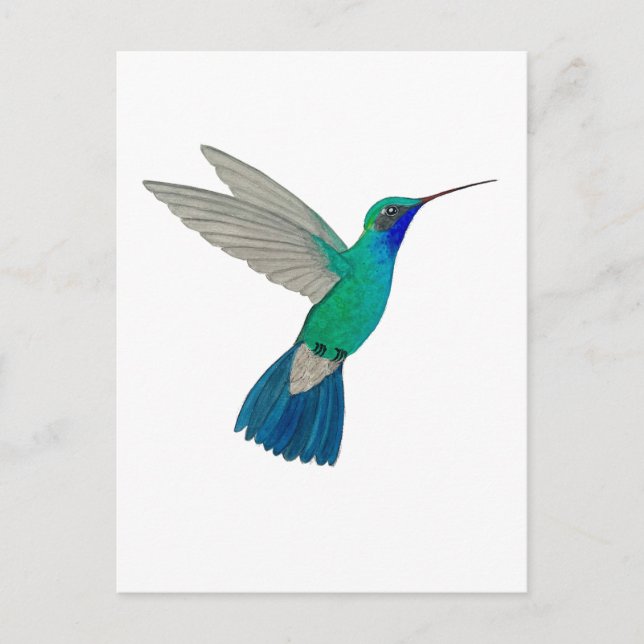 Broad-billed Hummingbird Postcard (Front)