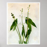 Broad-leaved Arrowhead Poster at Zazzle