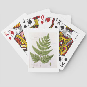 Broad Prickly-toothed Buckler Fern, painted at Bra Poker Cards
