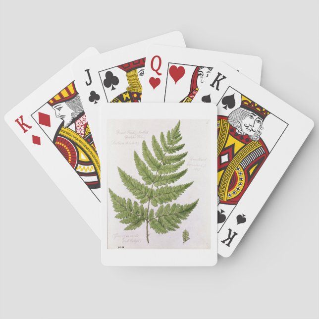 Broad Prickly-toothed Buckler Fern, painted at Bra Poker Cards (Back)
