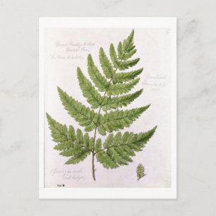 Broad Prickly-toothed Buckler Fern, painted at Bra Postcard