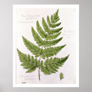 Broad Prickly-toothed Buckler Fern, painted at Bra Poster