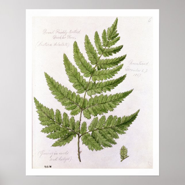 Broad Prickly-toothed Buckler Fern, painted at Bra Poster (Front)
