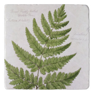 Broad Prickly-toothed Buckler Fern, painted at Bra Trivet