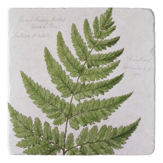 Broad Prickly-toothed Buckler Fern, painted at Bra Trivet (Front)