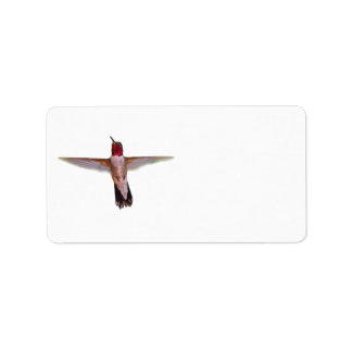 broad-tailed hummingbird in flight label