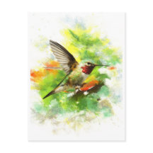 Broad tailed Hummingbird