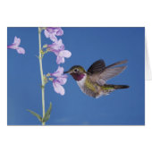 Broad-tailed Hummingbird, Selasphorus (Front Horizontal)