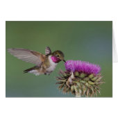 Broad-tailed Hummingbird, Selasphorus (Front Horizontal)