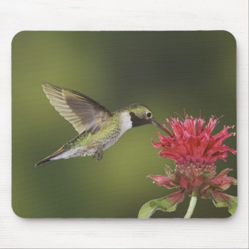 Broad_tailed Hummingbird Selasphorus 2 Mouse Pad
