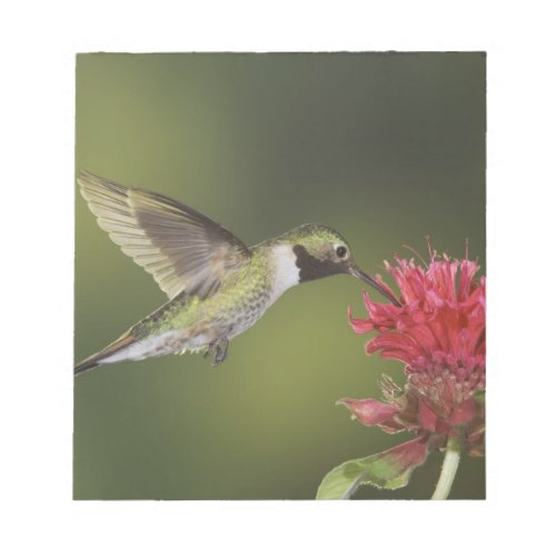 Broad_tailed Hummingbird Selasphorus 2 Notepad
