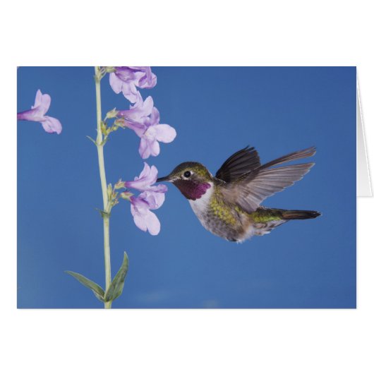 Broad-tailed Hummingbird, Selasphorus Cards (Front Horizontal)