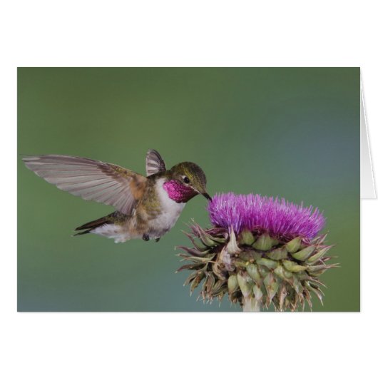 Broad-tailed Hummingbird, Selasphorus Cards (Front Horizontal)