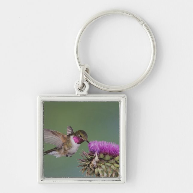 Broad-tailed Hummingbird, Selasphorus Keychain (Front)