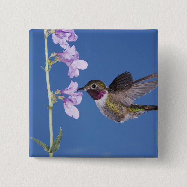 Broad-tailed Hummingbird, Selasphorus Pinback Button (Front)