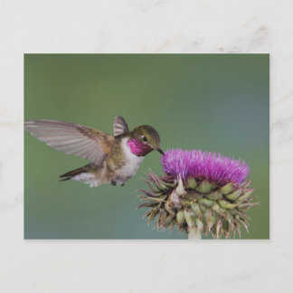 Broad-tailed Hummingbird, Selasphorus Postcard