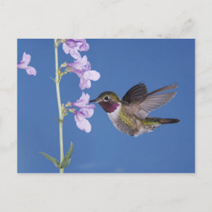 Broad-tailed Hummingbird, Selasphorus Postcard