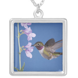 Broad-tailed Hummingbird, Selasphorus Silver Plated Necklace