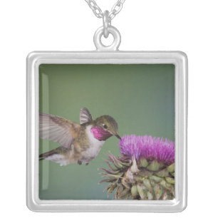 Broad-tailed Hummingbird, Selasphorus Silver Plated Necklace