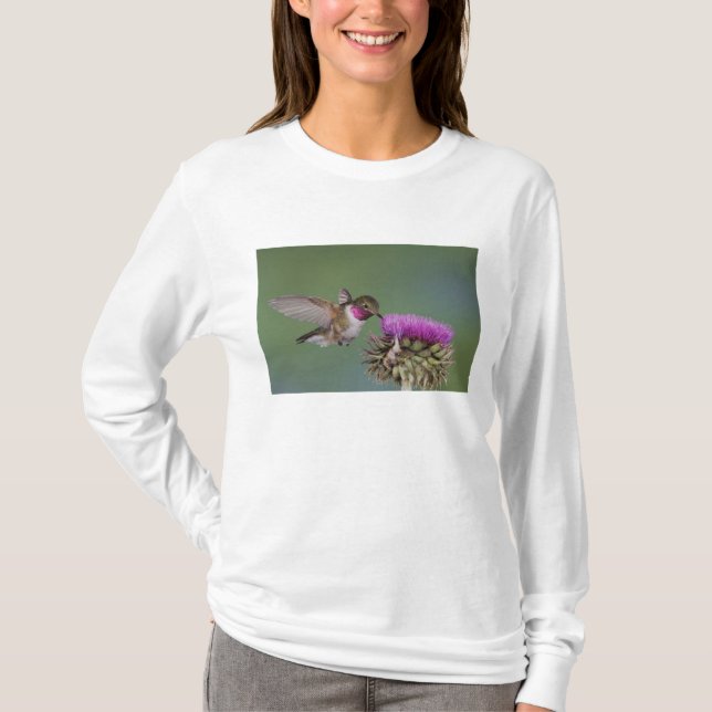 Broad-tailed Hummingbird, Selasphorus T-Shirt (Front)