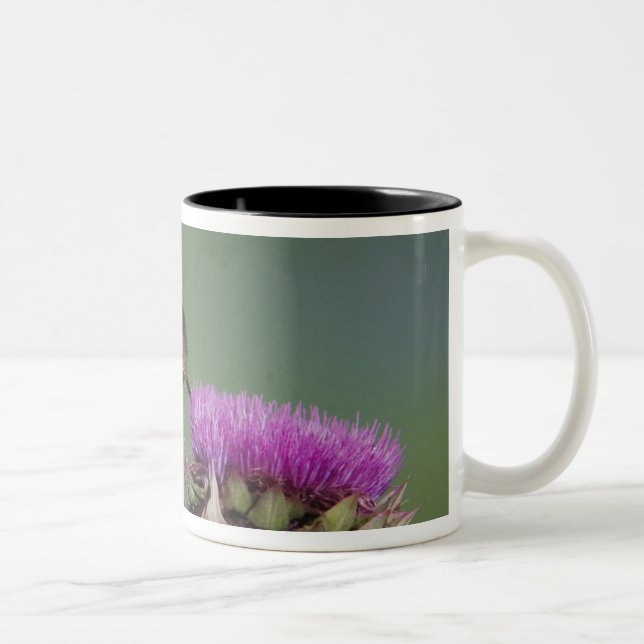 Broad-tailed Hummingbird, Selasphorus Two-Tone Coffee Mug (Right)