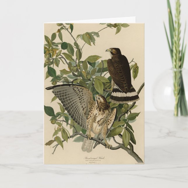 Broad-winged Hawk from Audubon's Birds of America Card (Front)