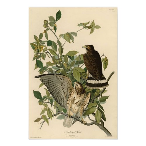 Broad_winged Hawk from Audubons Birds of America Photo Print