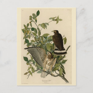 Broad-winged Hawk from Audubon's Birds of America Postcard