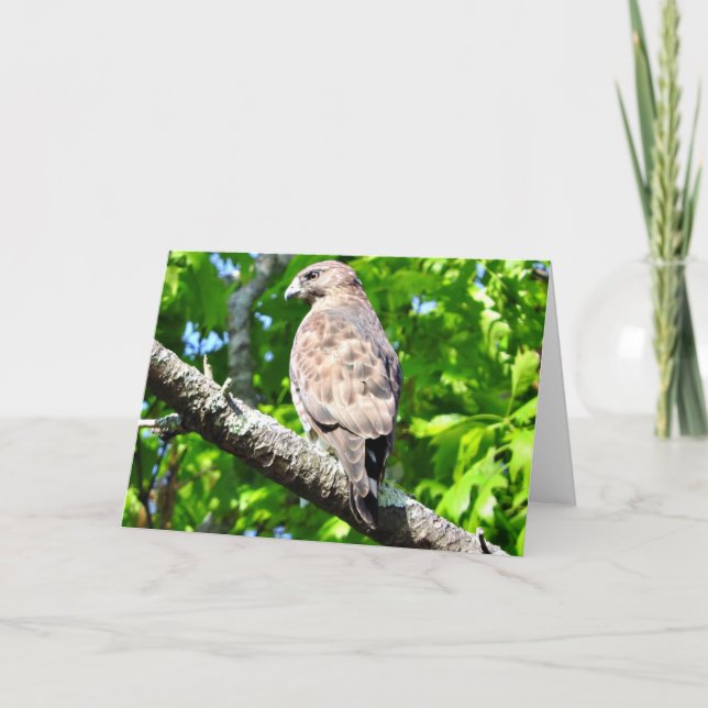 Broad-winged Hawk Greeting Card, Blank Inside Card (Front)