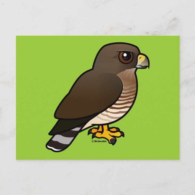 Broad-winged Hawk Postcard (Front)