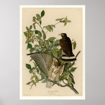 Broad-winged Hawk Poster by birdpictures at Zazzle