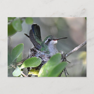 Broadbilled Hummingbird Nesting Postcard