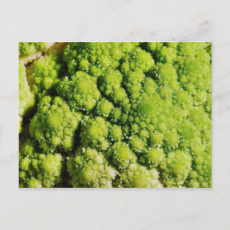 Brocco Flower Vegetable Postcard