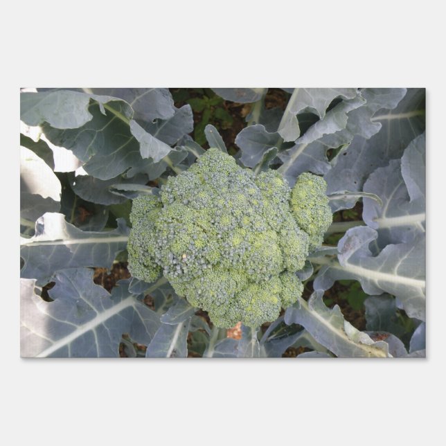 Broccoli Decorative Sign (Front)