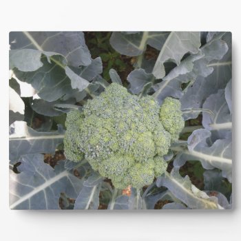 Broccoli Plaque by Fallen_Angel_483 at Zazzle