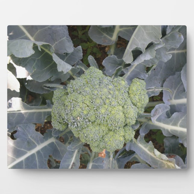 Broccoli Plaque (Front)