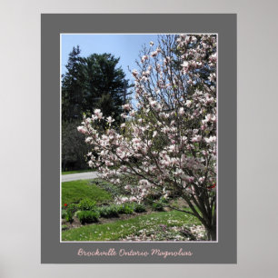 Brockville Ontario Magnolias  Poster