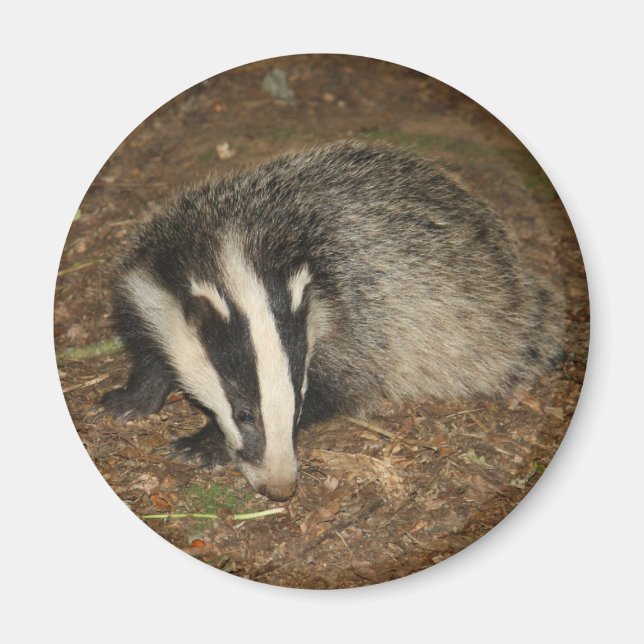 Brockwatch badger magnet (Front)