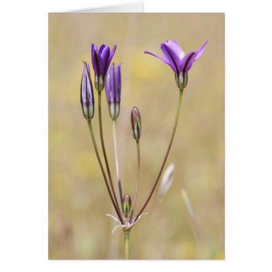 Brodiaea, Blank Cards (Front)